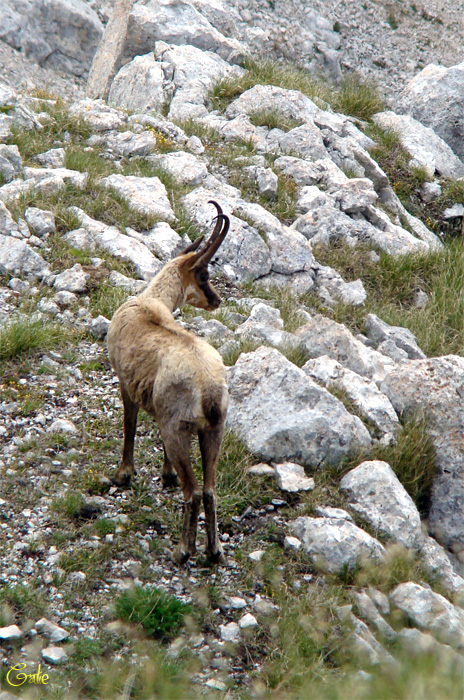 Camoscio d''Abruzzo Rupicapra pyrenaica ornata